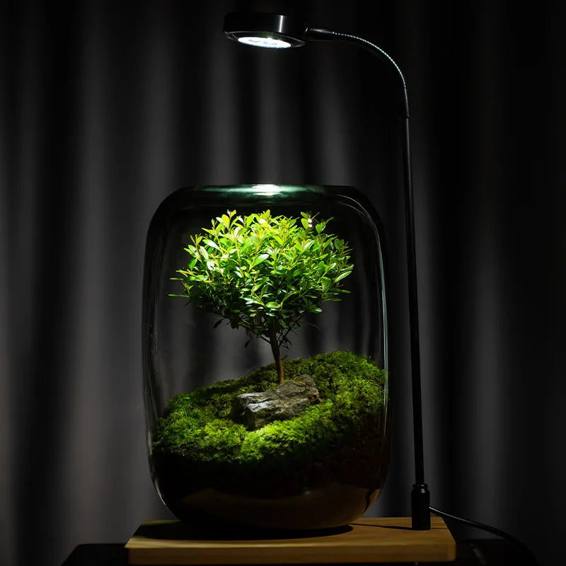 Terrarium Glass Vase