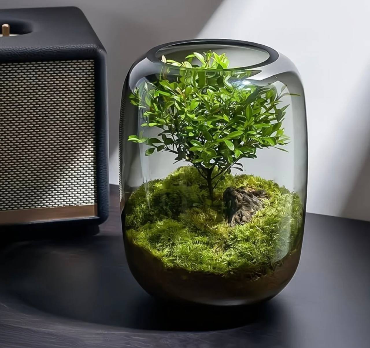 Terrarium Glass Vase
